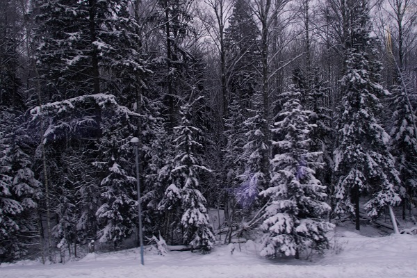 Snow covered trees